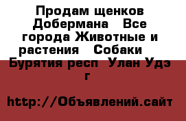 Продам щенков Добермана - Все города Животные и растения » Собаки   . Бурятия респ.,Улан-Удэ г.